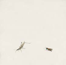 蚱蜢和蝗虫